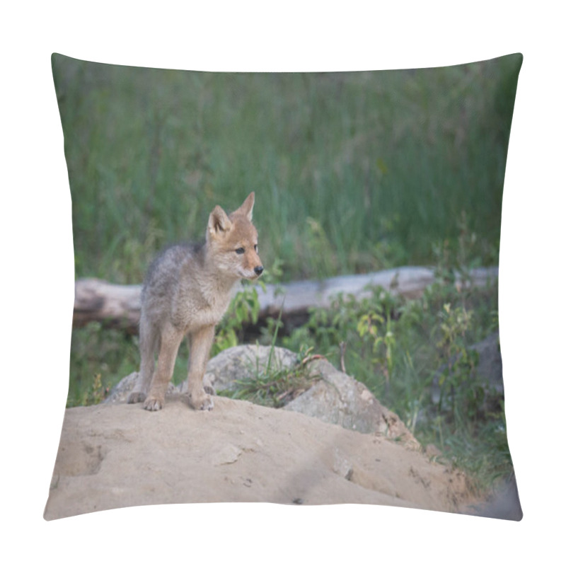 Personality  Coyote Pup In Wild, Animal. Nature, Fauna Pillow Covers