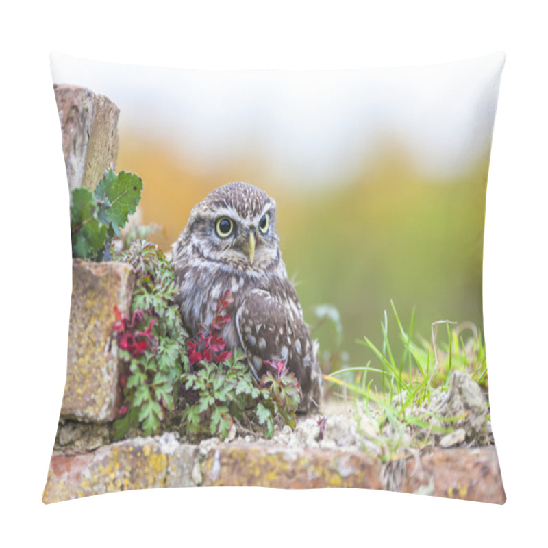 Personality  Little Owl Sitting On A Wall Pillow Covers