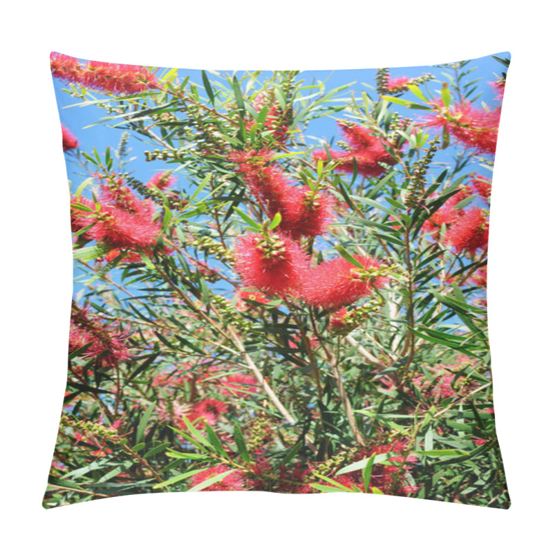 Personality  Red Flowers Of The Australian Bottlebrush Tree Pillow Covers