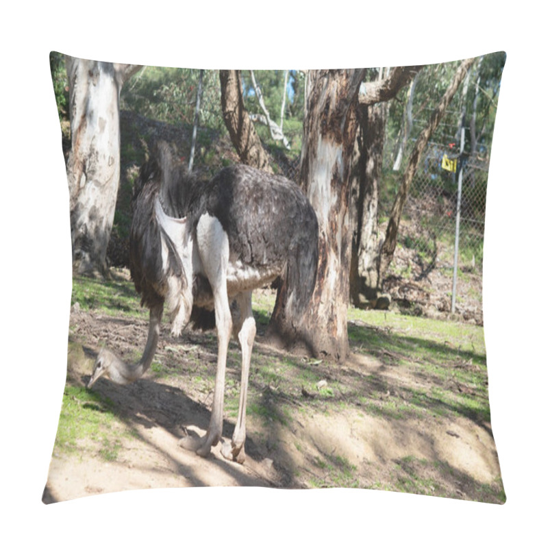 Personality  The Ostrich Is The Largest And Heaviest Living Bird In The World They Cannot Fly.   Pillow Covers