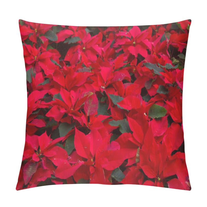 Personality  Garden With Poinsettia Flowers Or Christmas Star Pillow Covers