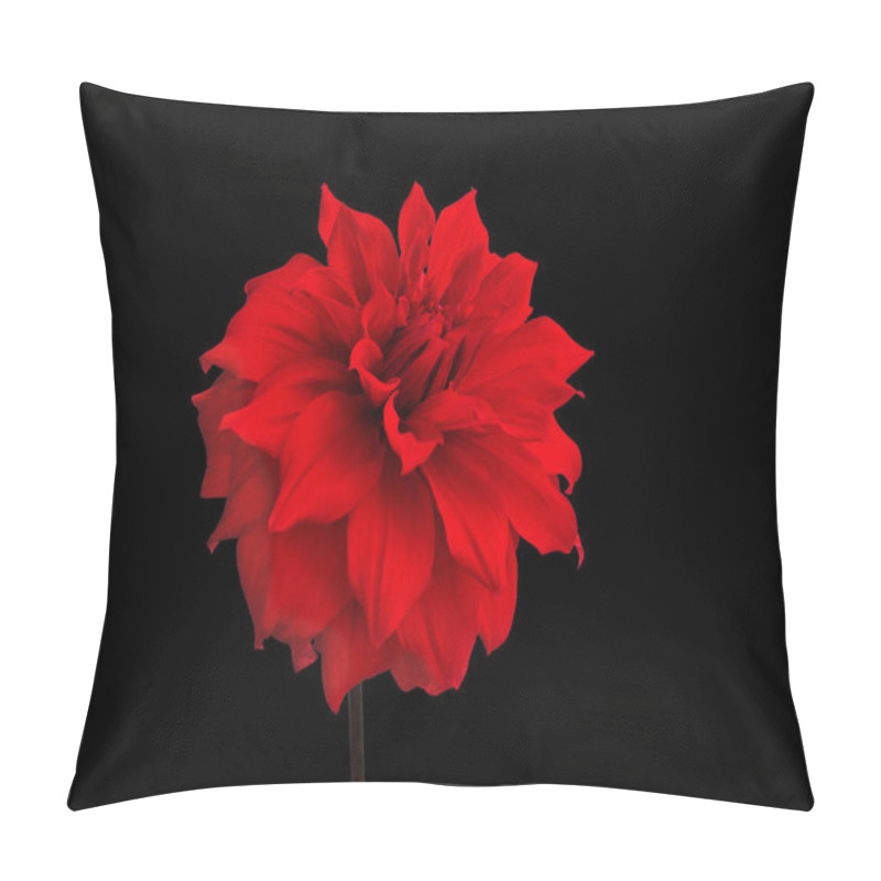 Personality  Dahlia Babylon Red Variety Dinnerplate Class Isolated On Black Background Pillow Covers