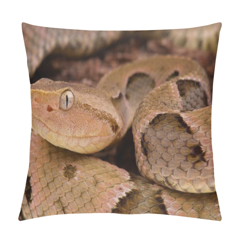 Personality  Brazilian Lancehead (Bothrops Moojeni) Pillow Covers