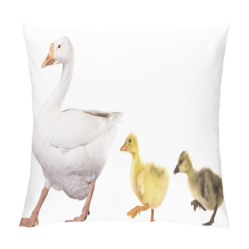 Personality  Animals Pillow Covers