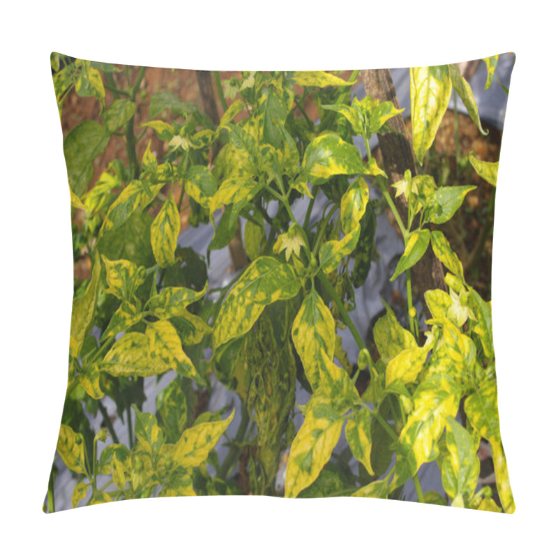 Personality  Cayenne Pepper Leaves Are Turned Yellow Because Of Viral Diseases And Biological Pests And Physiological Disorders In The Garden. Agriculture, Plant Care, And Pest Control Concept Pillow Covers