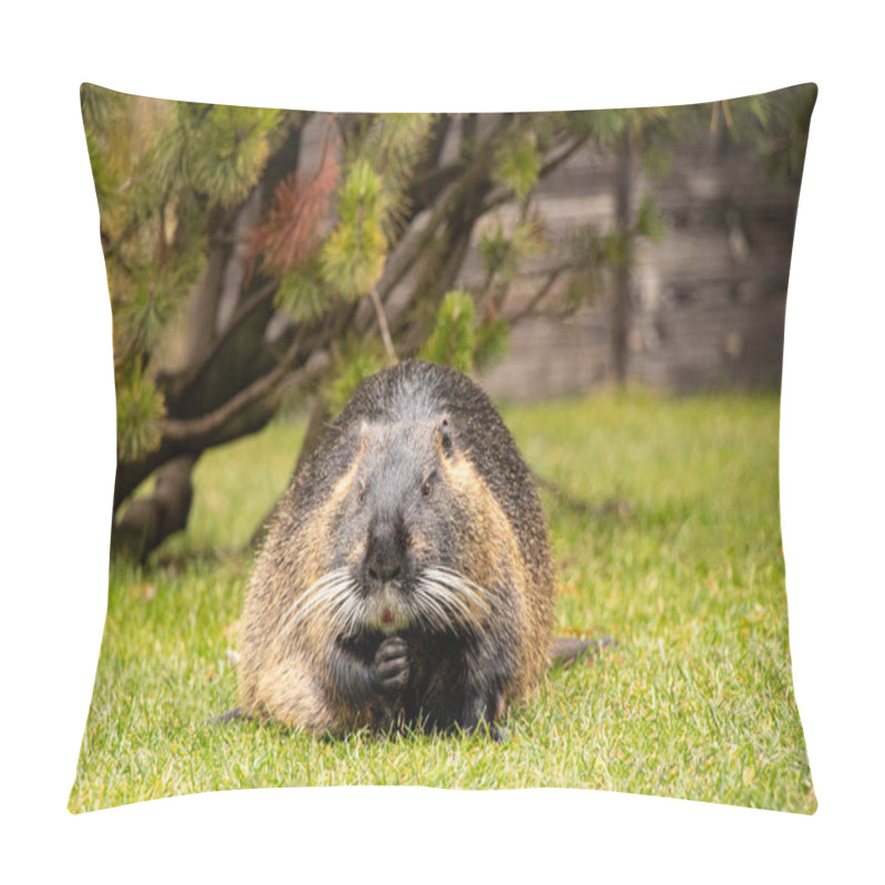 Personality  Nutria Semiaquatic Sits On The Grass In Parks In Winter In Ukraine In The City Of Dnepr, Animals And Nature Of Ukraine Pillow Covers