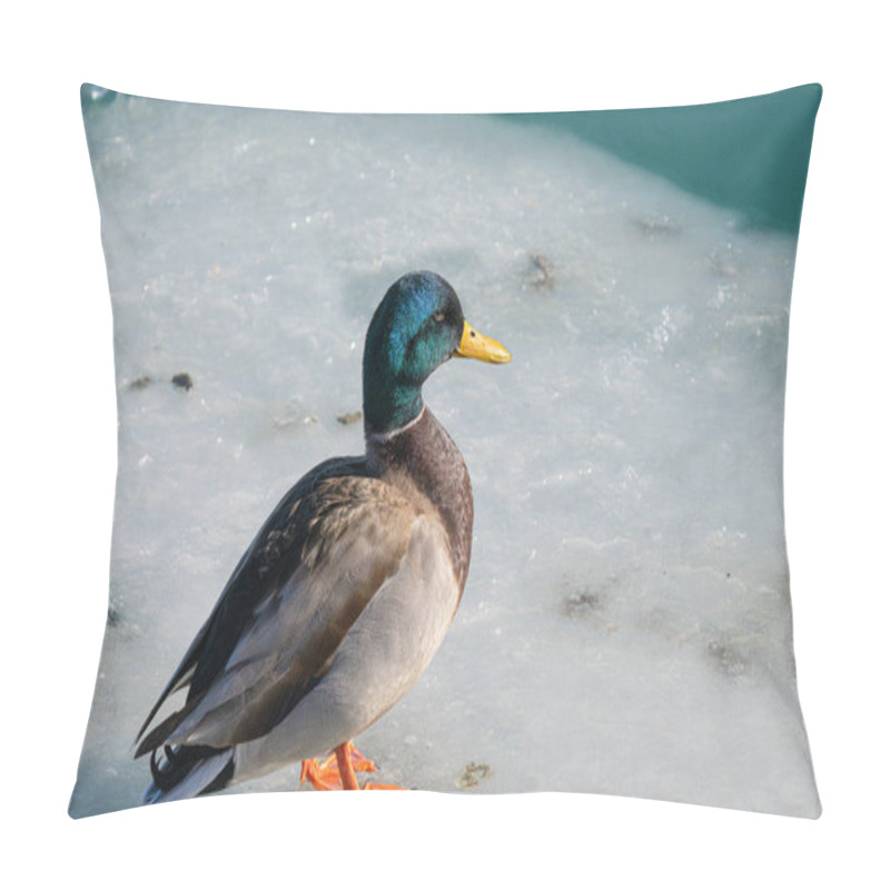 Personality  Mallard Duck Is Perched On A Piece Of Ice From A Frozen Lake On A Cold Day In Winter Pillow Covers