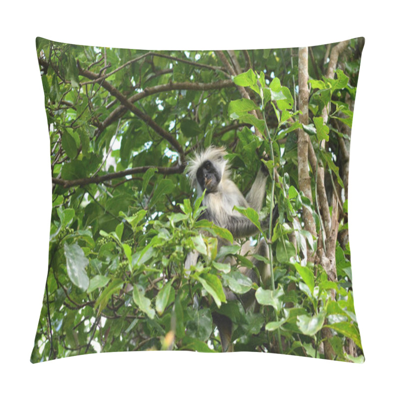 Personality  Zanzibar Red Colobus In Jozani Forest. Tanzania, Africa Pillow Covers