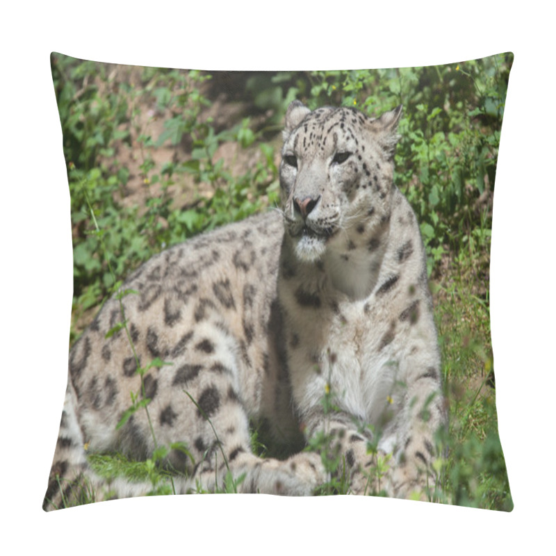 Personality  Snow Leopard (Panthera Uncia).  Pillow Covers