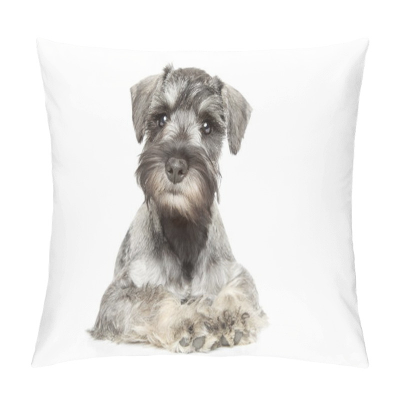 Personality  Miniature Schnauzer Puppy Pillow Covers