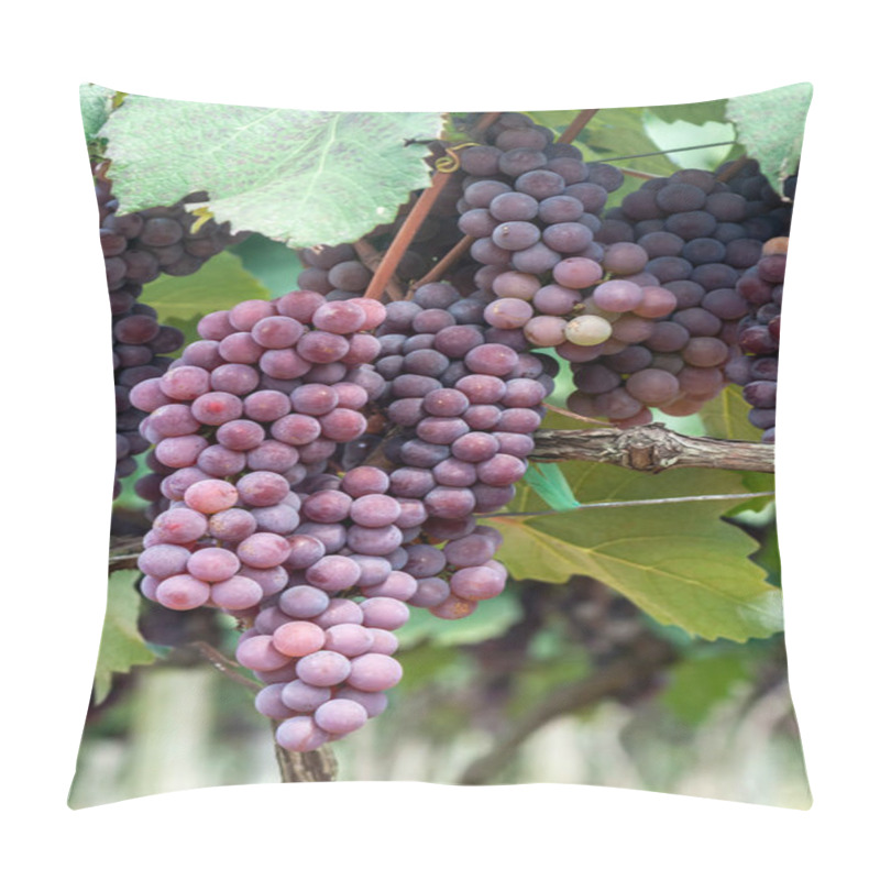 Personality  Red Grape Fruit In Brazil Pillow Covers