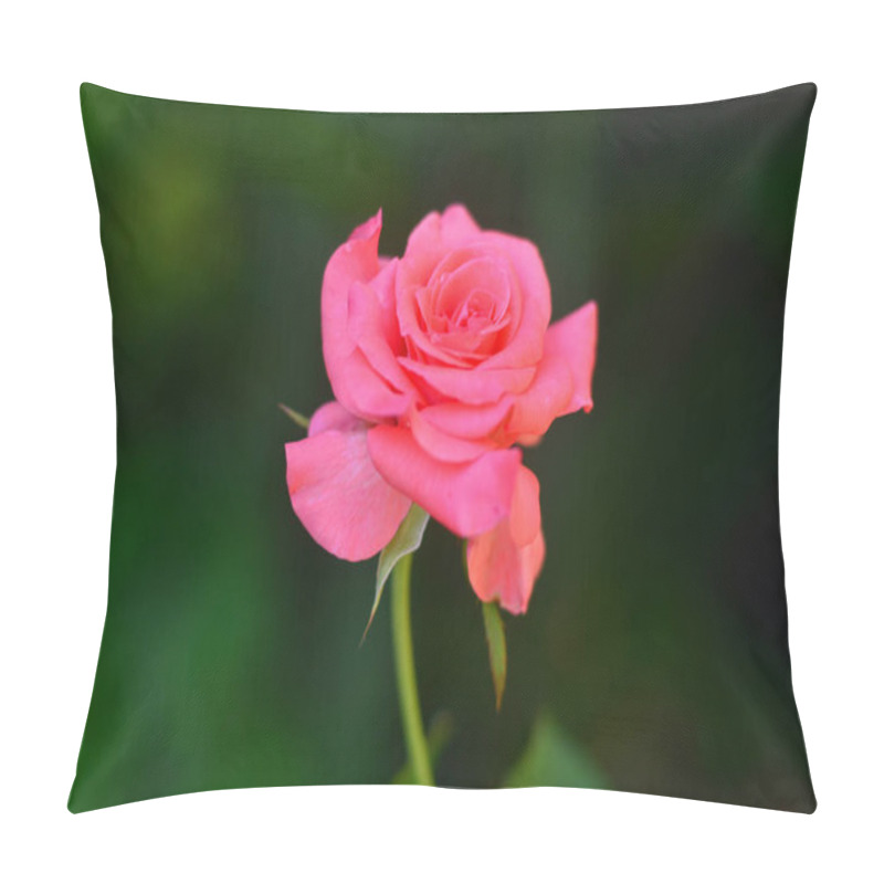 Personality  Hybrid Rose (tea Rose And Floribunda) With Beautiful Pink Petals, With An Out Of Focus Background. Pillow Covers