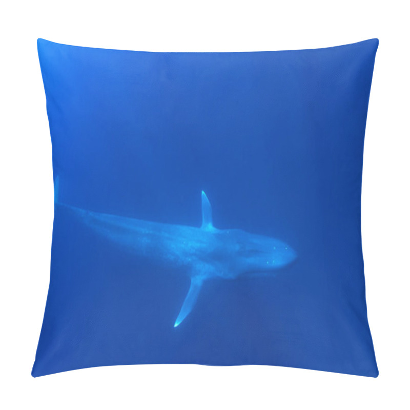 Personality  Blue Whale Underwater. Pygmy Blue Whale Migrating Past Timor Leste Pillow Covers