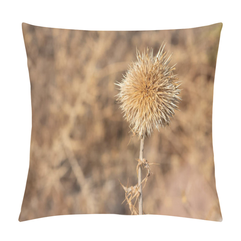 Personality  Photos Of Thorny Plants That Grow Spontaneously In Nature. Pillow Covers