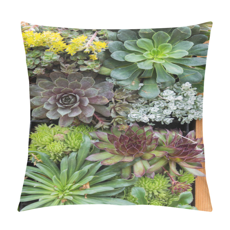 Personality  Sedum Or Sempervivium Used For Green Roofs Pillow Covers