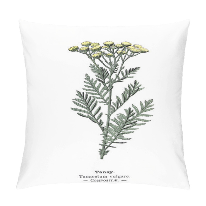 Personality  Botanical Illustration. Picture Of Plant Pillow Covers