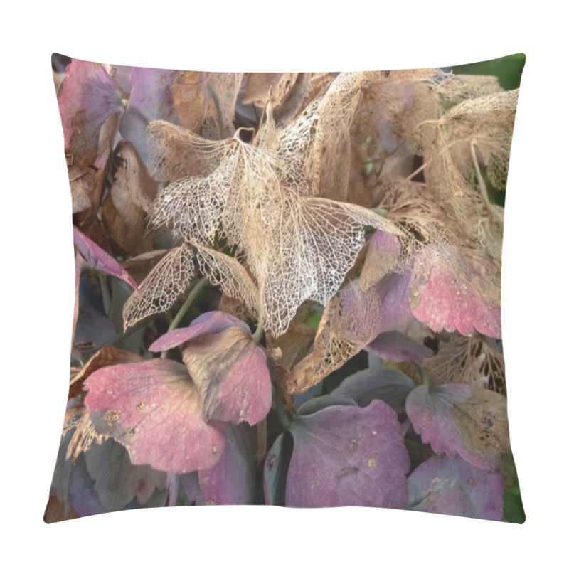 Personality  Dark Purple And Dry Brown Skeletonized Hydrangea Flowers In The Autumn. Hortensia Weathered Inflorescence. Pillow Covers