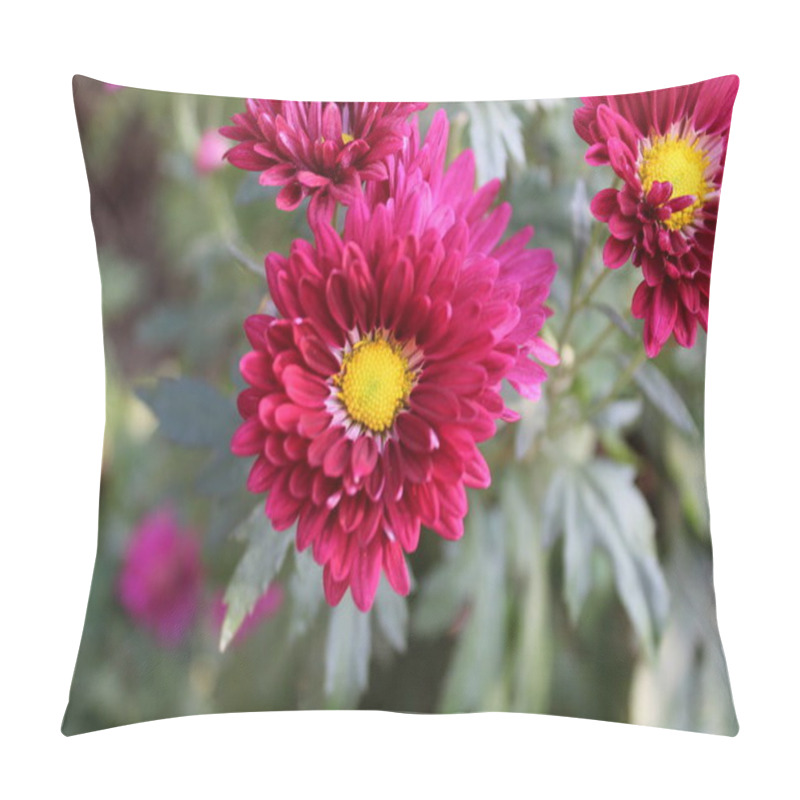 Personality  Chrysanthemum, Spoon Mums Or Chrysanths Pillow Covers