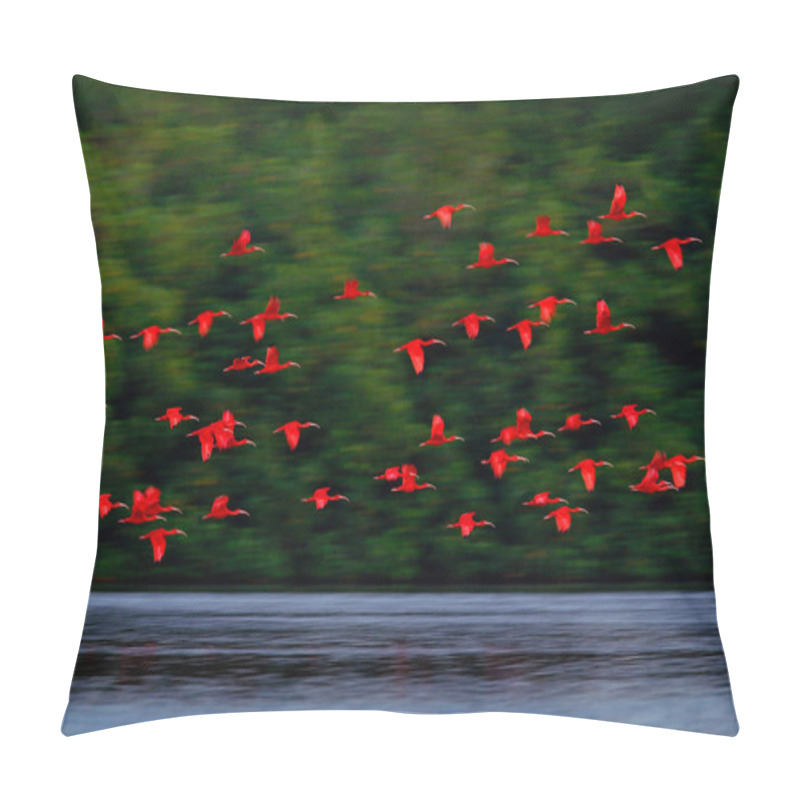 Personality  Scarlet Ibis, Eudocimus Ruber, Exotic Red Bird, Nature Habitat, Bird Colony Flying On Above The River, Caroni Swamp, Trinidad And Tobago, Caribbean. Flock Of Ibis Fly, Wildlife Nature Pillow Covers