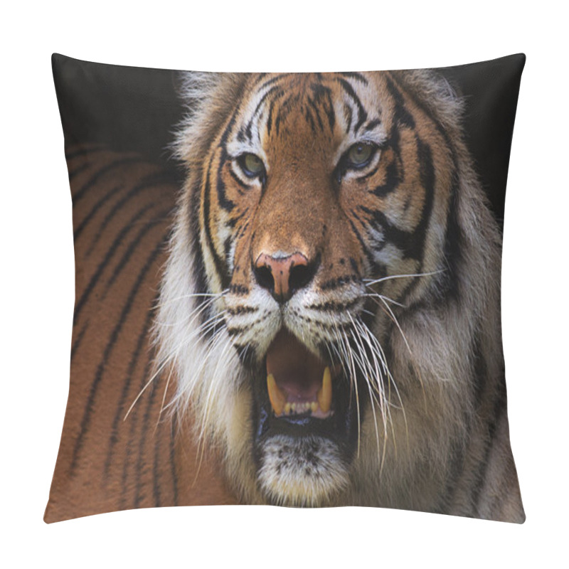 Personality  Close-up Malayan Tiger (Panthera Tigris Jacksoni) Pillow Covers