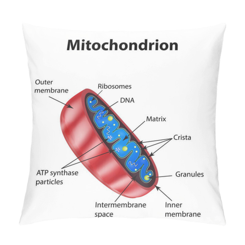 Personality  Mitochondria Structure. Vector Illustration On Isolated Background Pillow Covers