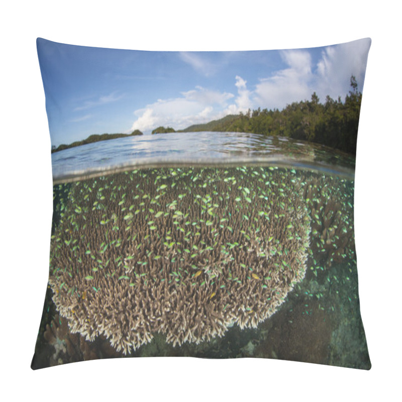 Personality  Shallow Coral Reef And Damselfish Pillow Covers