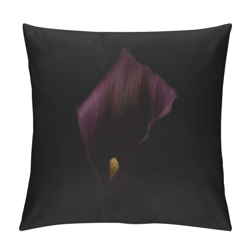 Personality  Close Up View Of Purple Calla Flower Isolated On Black Pillow Covers