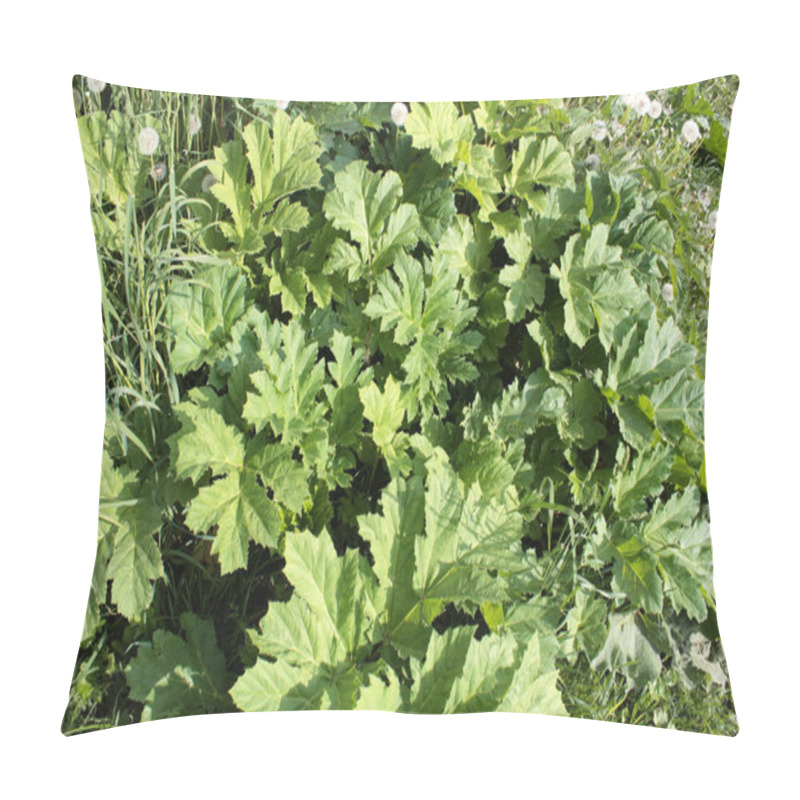 Personality  Green Foliage Of A Sosnowsky's Hogweed (Heracleum Sosnowskyi). Dangerous Poisonous Plant. Pillow Covers