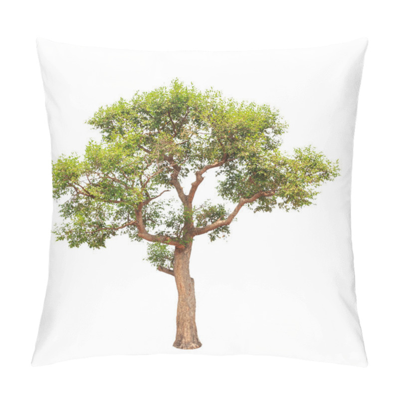 Personality  Irvingia Malayana Also Known As Wild Almond, Tropical Tree In Th Pillow Covers