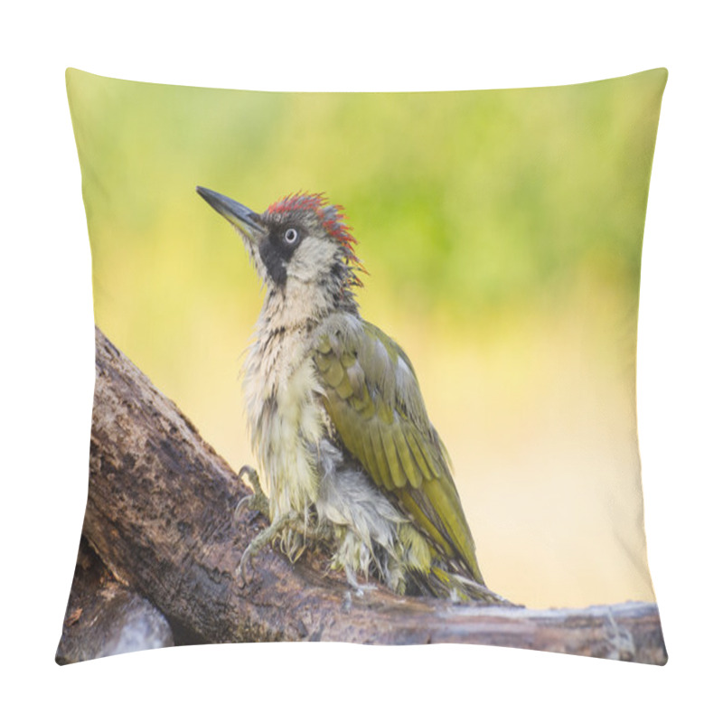 Personality  European Green Woodpecker Pillow Covers