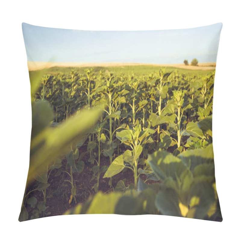 Personality  Growing Of Sunflower Plants In The Fields Of Thasos, Greece Pillow Covers