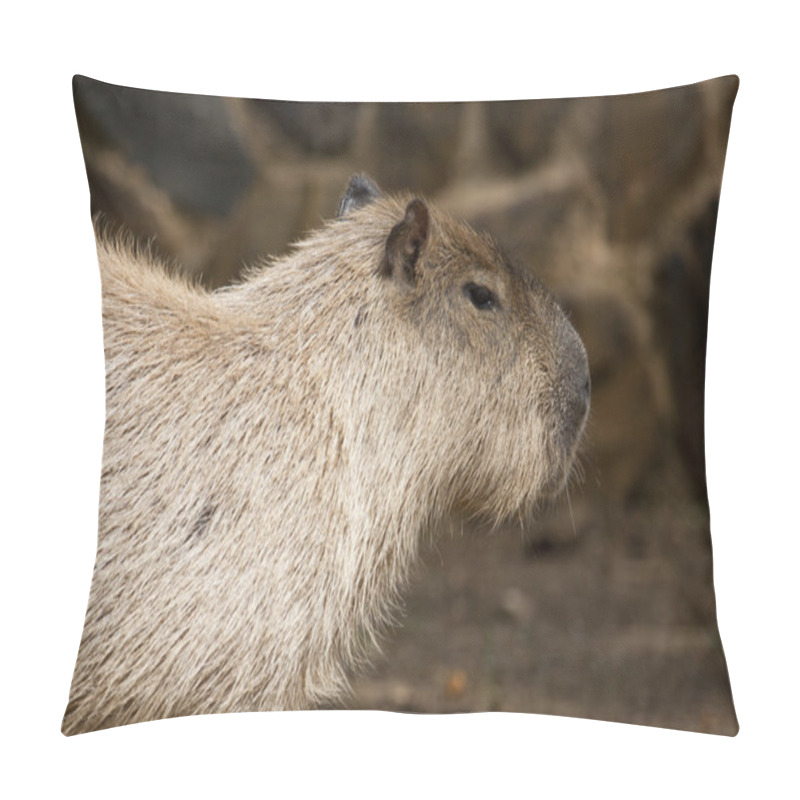 Personality  Capybara Rodent Pillow Covers