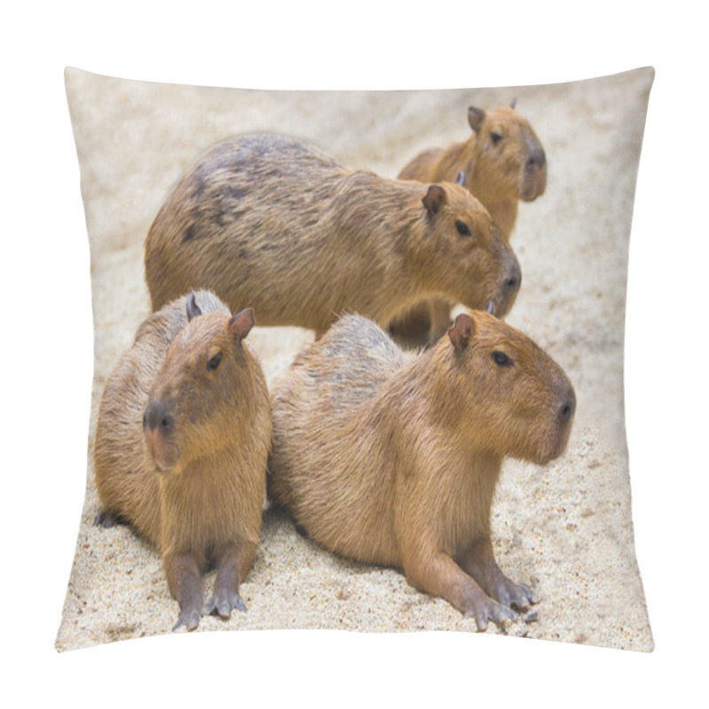 Personality  Two Capybara Mice Displayed In The Zoo. Pillow Covers