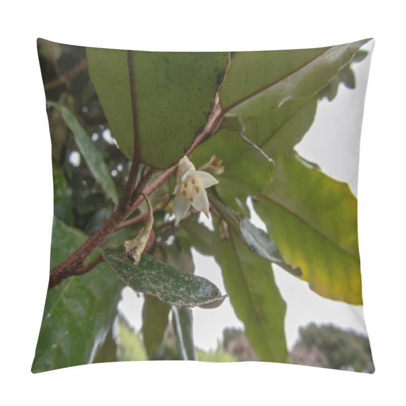 Personality  Thorny Olive,spiny Oleaster Or Silverthorn Plant Branch With White Flower And Leaves. Elaeagnus Pungens Ornamental Flowering Plant. Pillow Covers