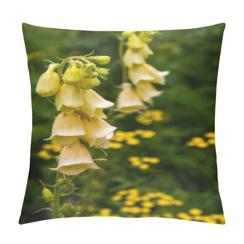 Personality  Flower of Digitalis Purpera, Foxglove in garden. Digitalis (digitalis) is a common decorative and medicinal plant, as well as a valuable honey plant pillow covers