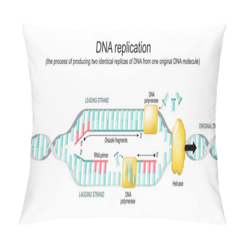 Personality  DNA Replication. Biological Process Of Producing Two Identical Replicas From One Original Molecule. Replication Fork. Vector Diagram Shows How Both Strands Of The DNA Helix Are Unzipped And Copied. Poster For Education Pillow Covers