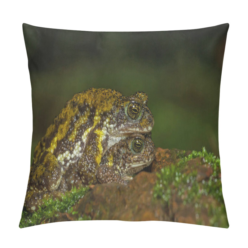 Personality  Amboli Tiger Toad, Xanthophryne Tigerina, Maharashtra, India Pillow Covers