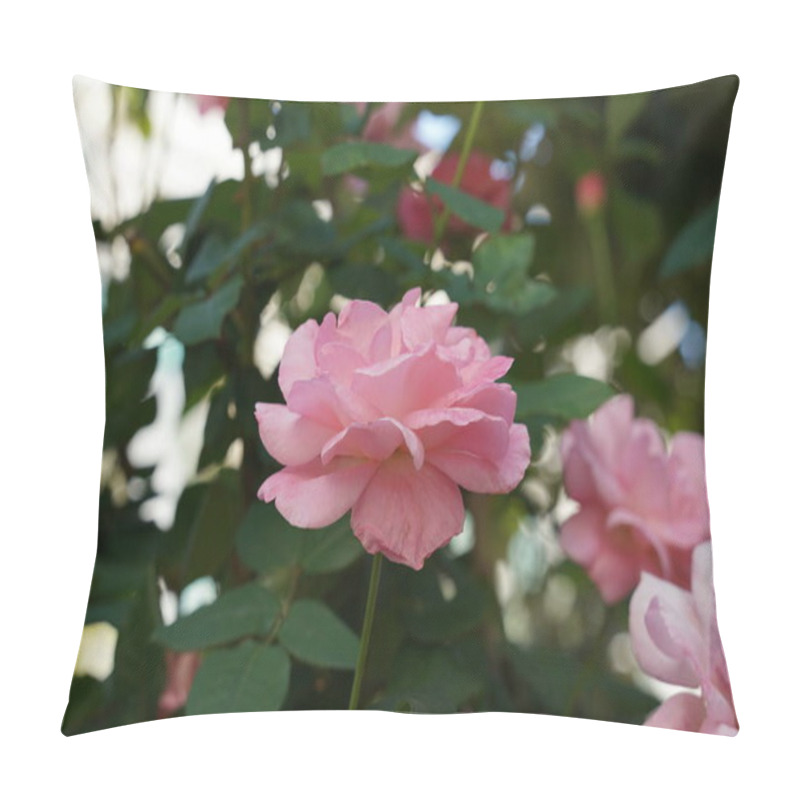 Personality  Close Up Of Pink English Rosa Queen Elizabeth Flowering Rose Pillow Covers