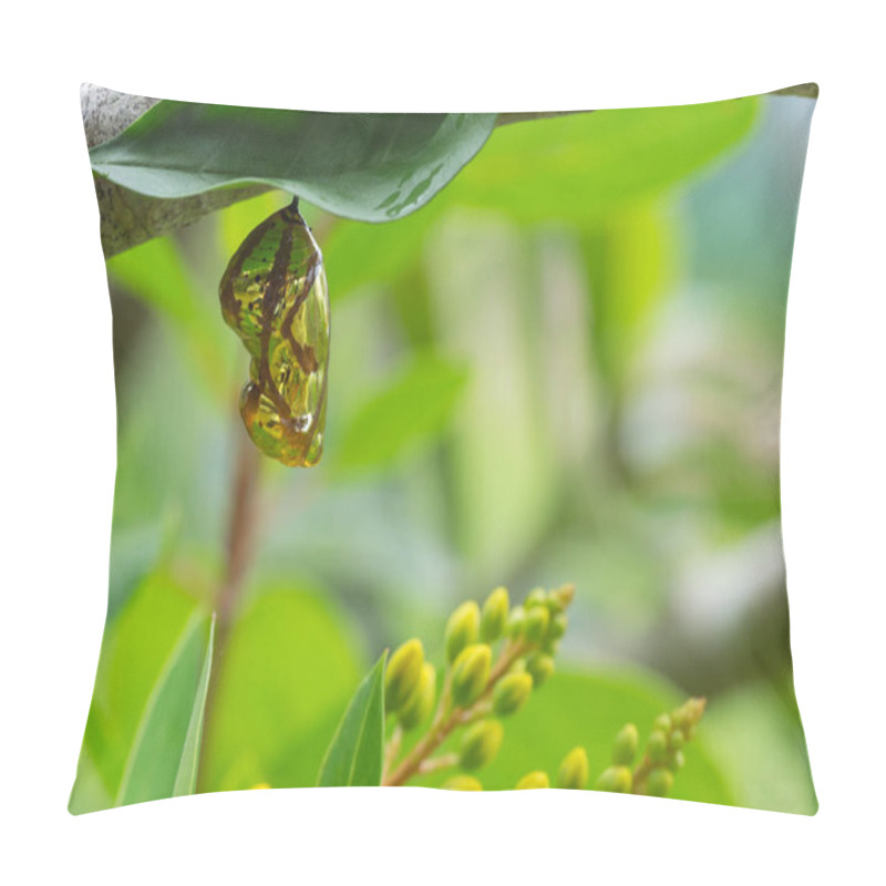 Personality  Chrysalis Butterfly Shiny Golden Hanging On A Leaf With Nature Background. Pillow Covers