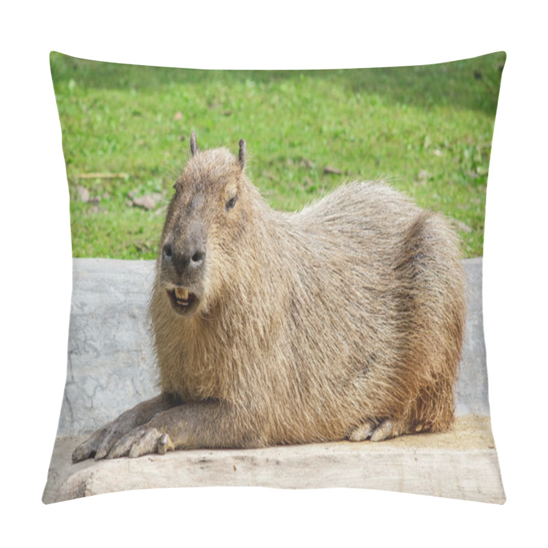 Personality  Capybara Pillow Covers