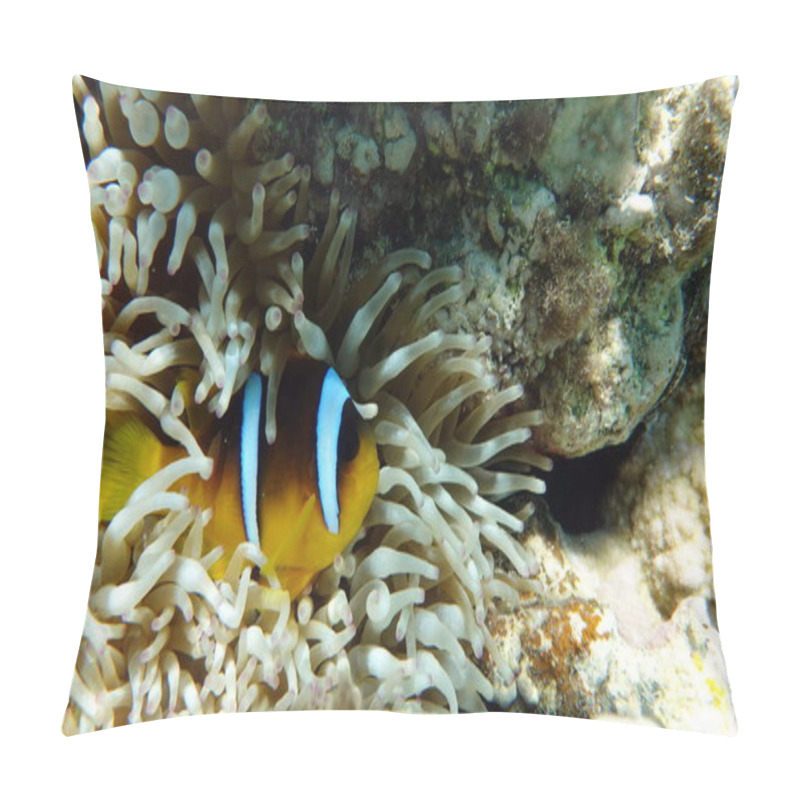 Personality  Clown Fish Amphiprion (Amphiprioninae). Red Sea Clown Fish. Pillow Covers