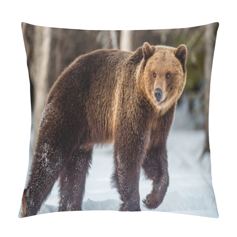 Personality  Brown Bear Walking On The Snow In Spring Forest Scientific Name: Ursus Arctos. Winter Season. Pillow Covers