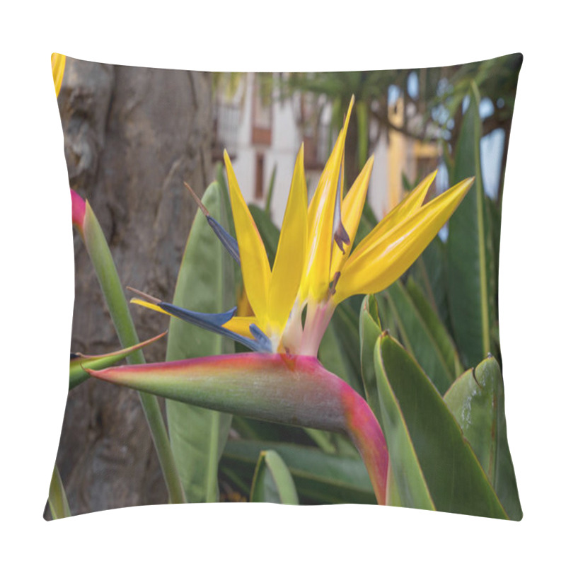 Personality  Bird Of Paradise Flower,also Called Strelitzia Or Parrot Flower. Taken On Tenerife,canary Islands,spain Pillow Covers