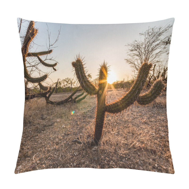 Personality  Landscape Of The Caatinga In Brazil. Cactus At Sunset Pillow Covers