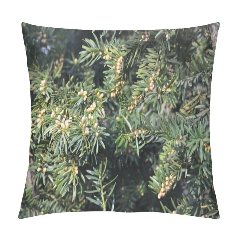 Personality  Taxus Baccata Ornamental Shrub In Bloom, Coniferous Branches With Green Needles And Strong Spring Allergen In Sunlight Pillow Covers