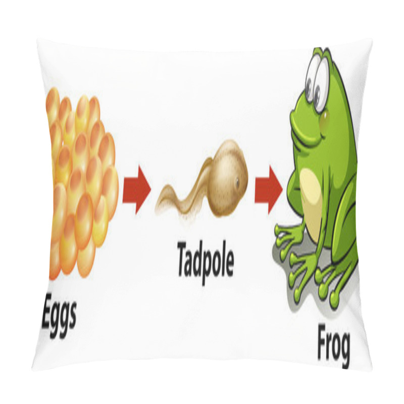 Personality  Life Cycle Of A Frog Pillow Covers