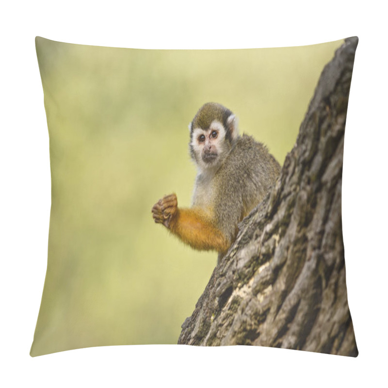 Personality  Common Squirrel Monkey - Saimiri Sciureus, Beautiful Primate From South American Forest. Pillow Covers