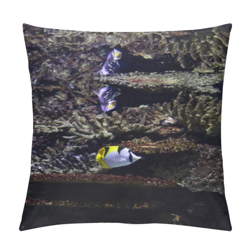 Personality  Underwater Macro Photography Of A Sklar Fish. Pillow Covers