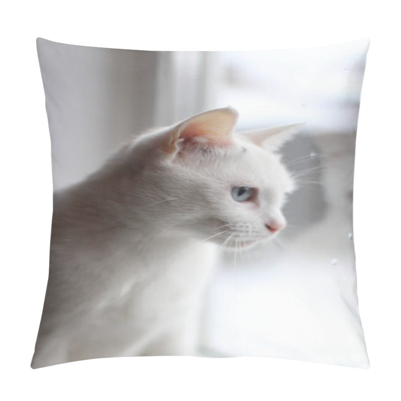 Personality  White Fluffy Cat With Bright Blue Eyes Looking Curiously Out Window Pillow Covers