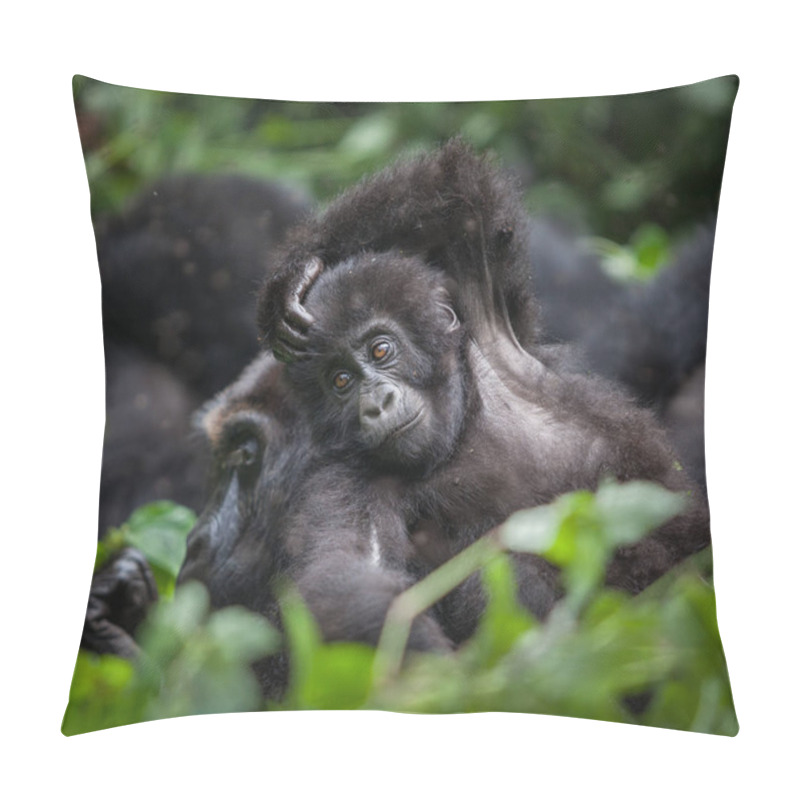 Personality  Baby Gorilla In Congo Rainforest  Pillow Covers